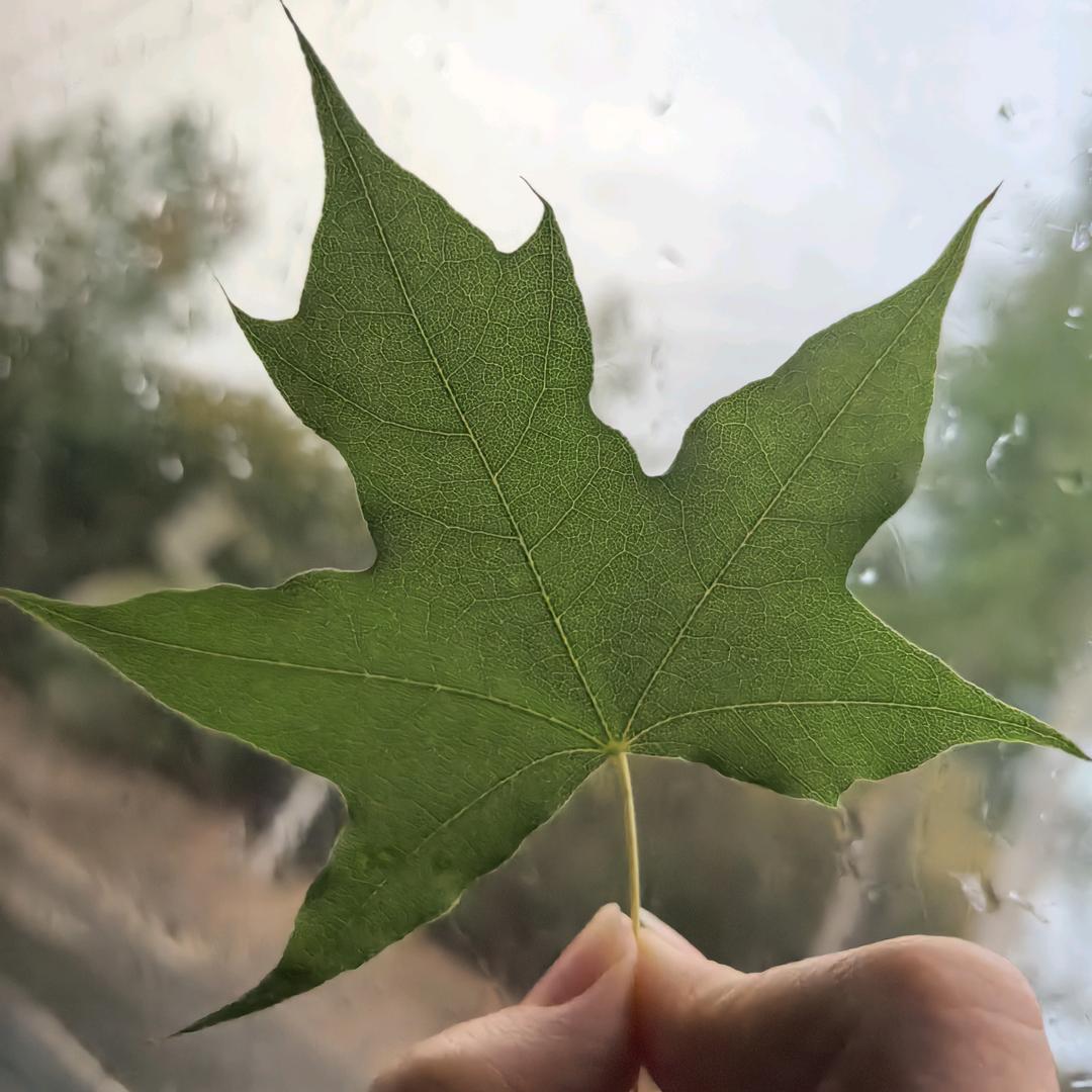 四叶草🍀🍀🍀