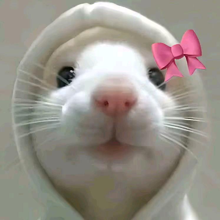 露思的许安💜（收徒）