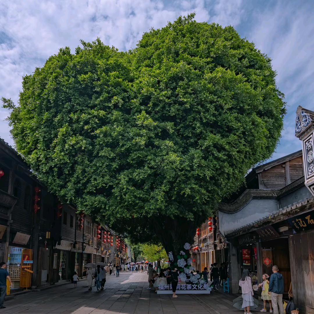 欧巴欧巴撒拉黑