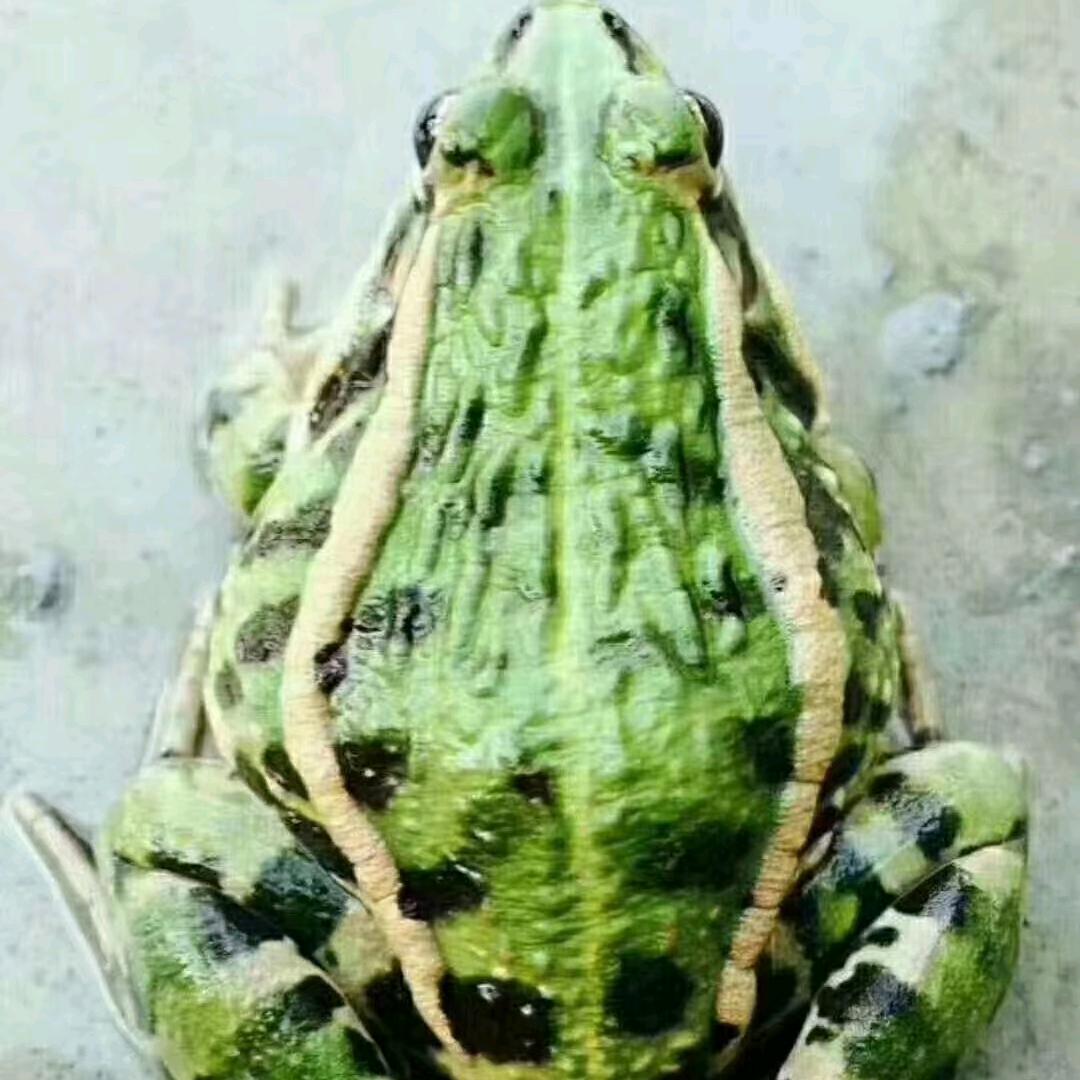 陈哥水产