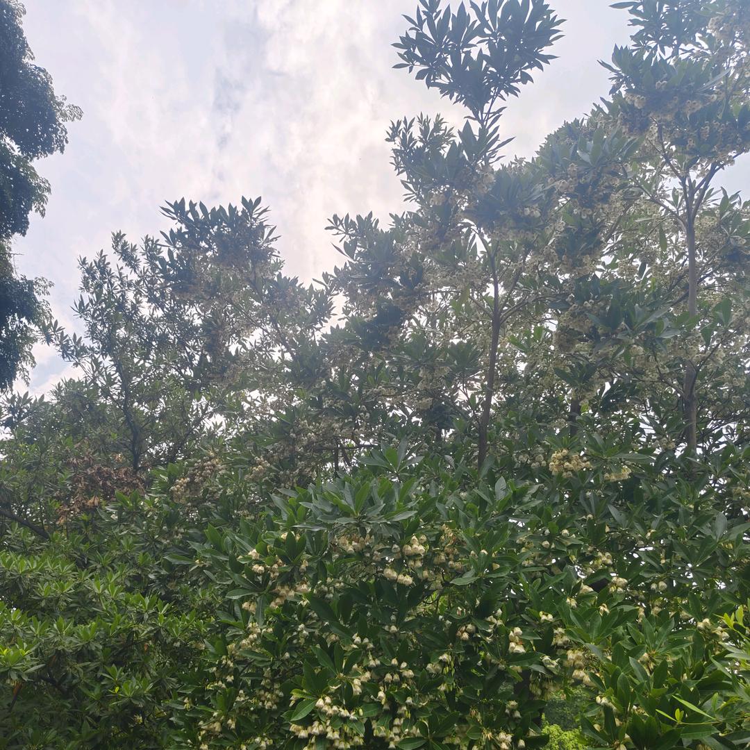肇庆   江生