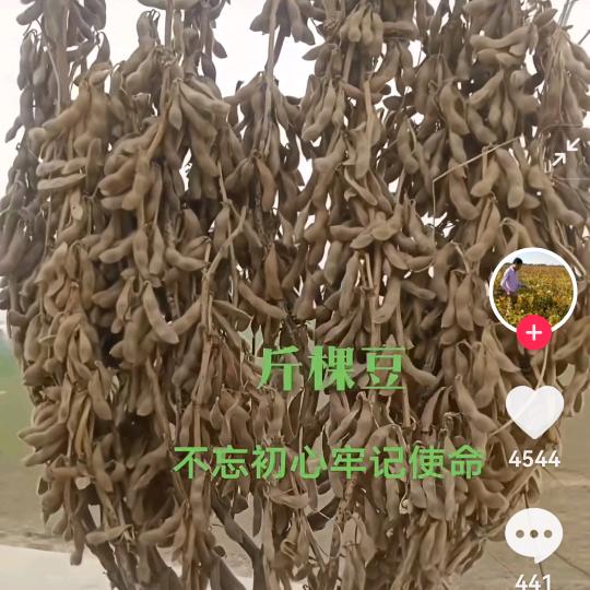 王zhl林