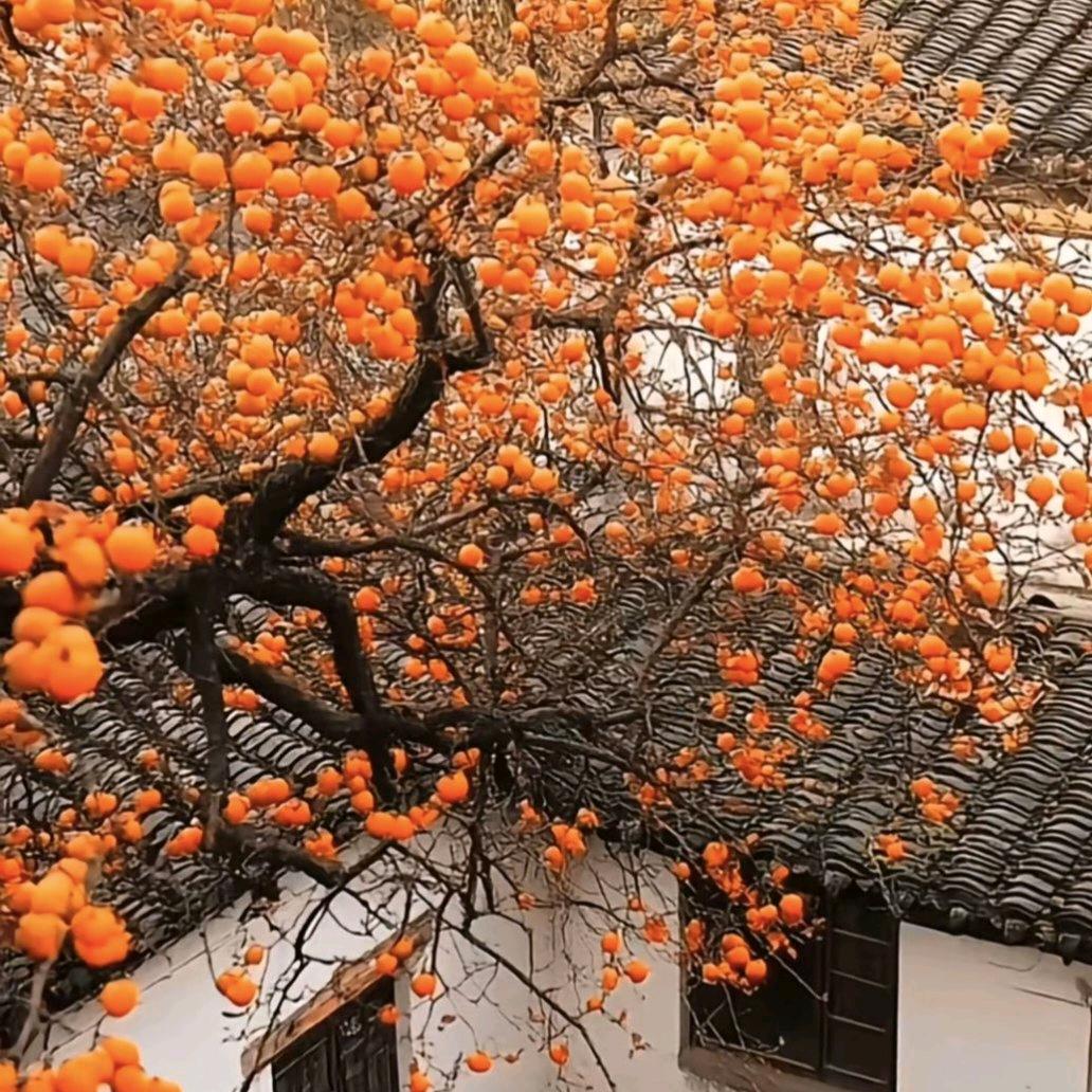 海棠未眠..