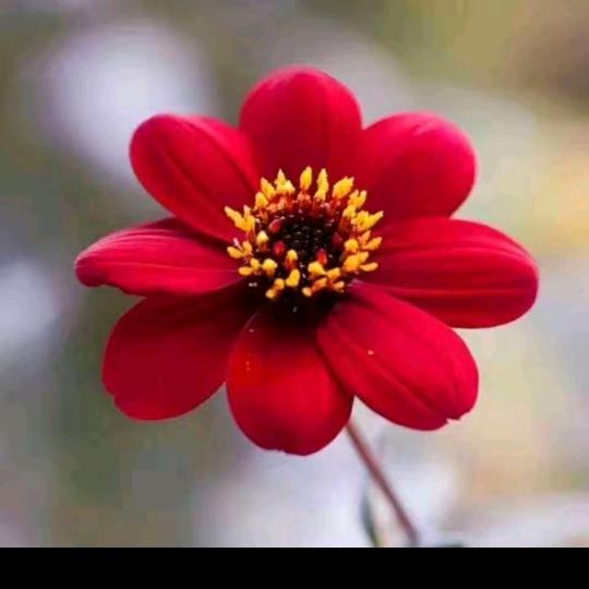 永远不低头的人。