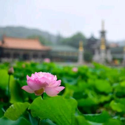 小小菩提