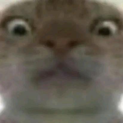 …………………