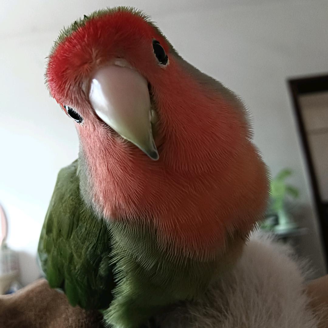 独独