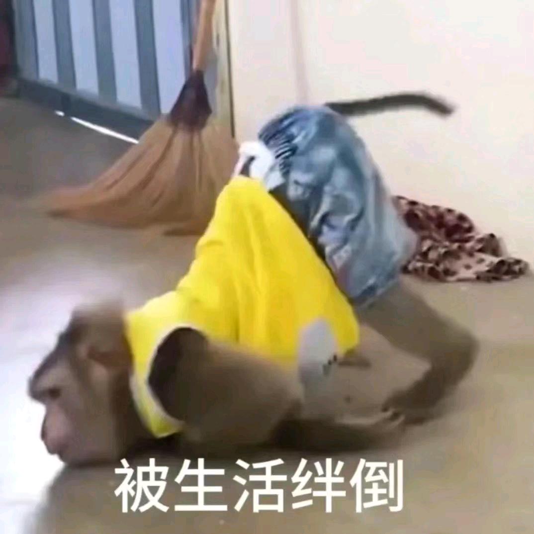 凭借蛇皮走位躲过了闰土并吃了很多西瓜的猹