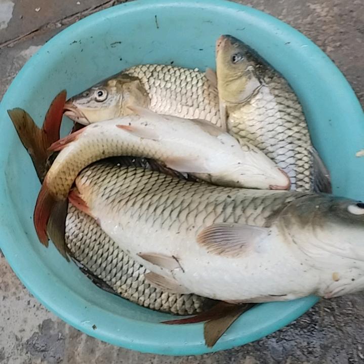 辉