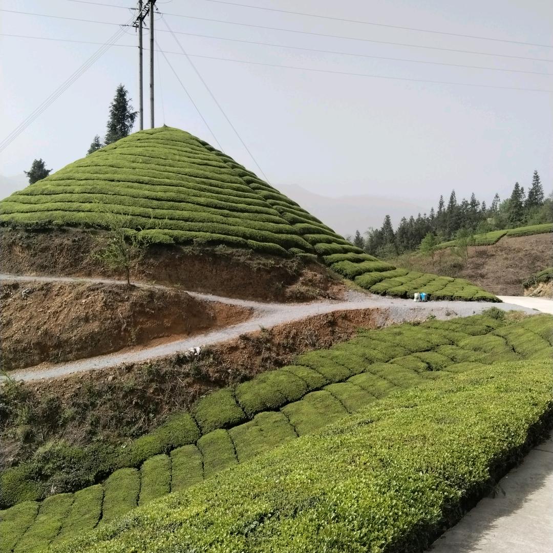 种茶人老李