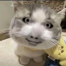 哈基猫