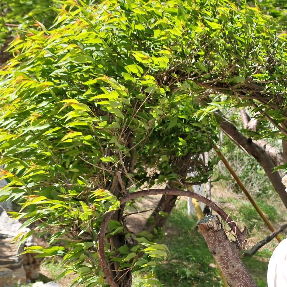 耶耶爱吃炒米粉