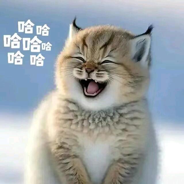 旅行中的裴哥