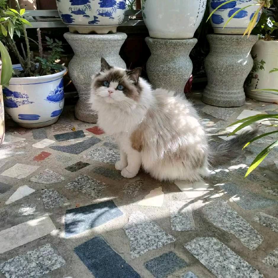 上岸吐泡的鱼🐟