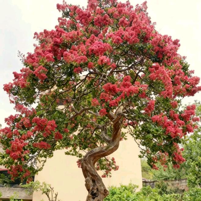 园林绿化：建哥（紫薇、冬青、扑树、乌桕）