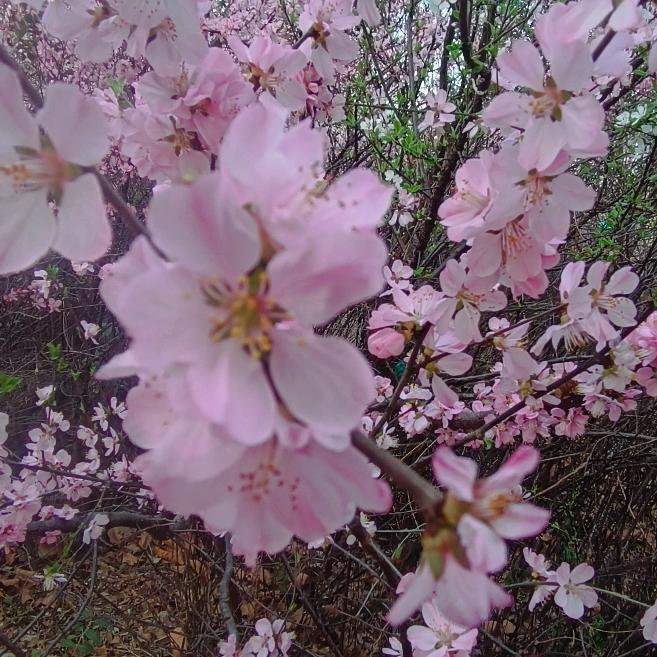 花安宁