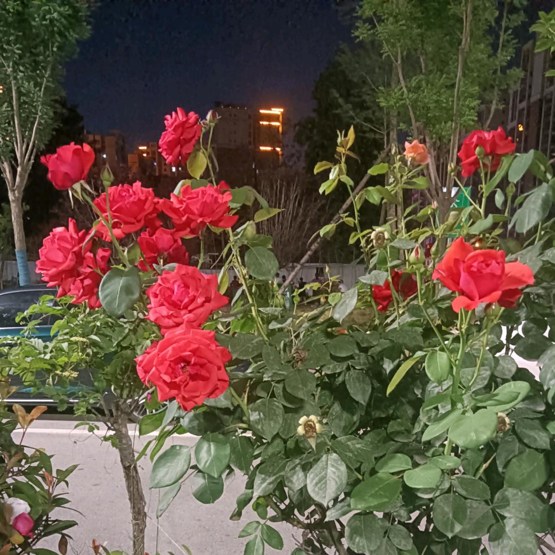 花好月园