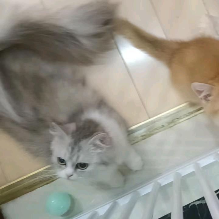 欭惗