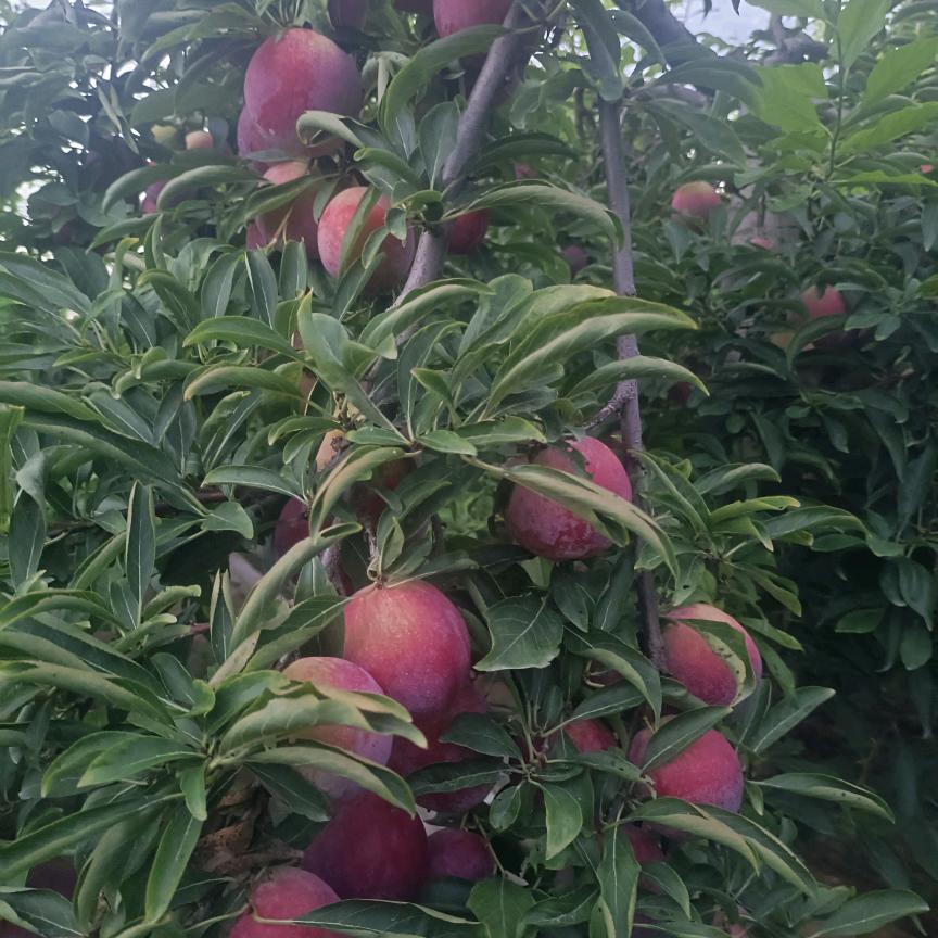 @小付