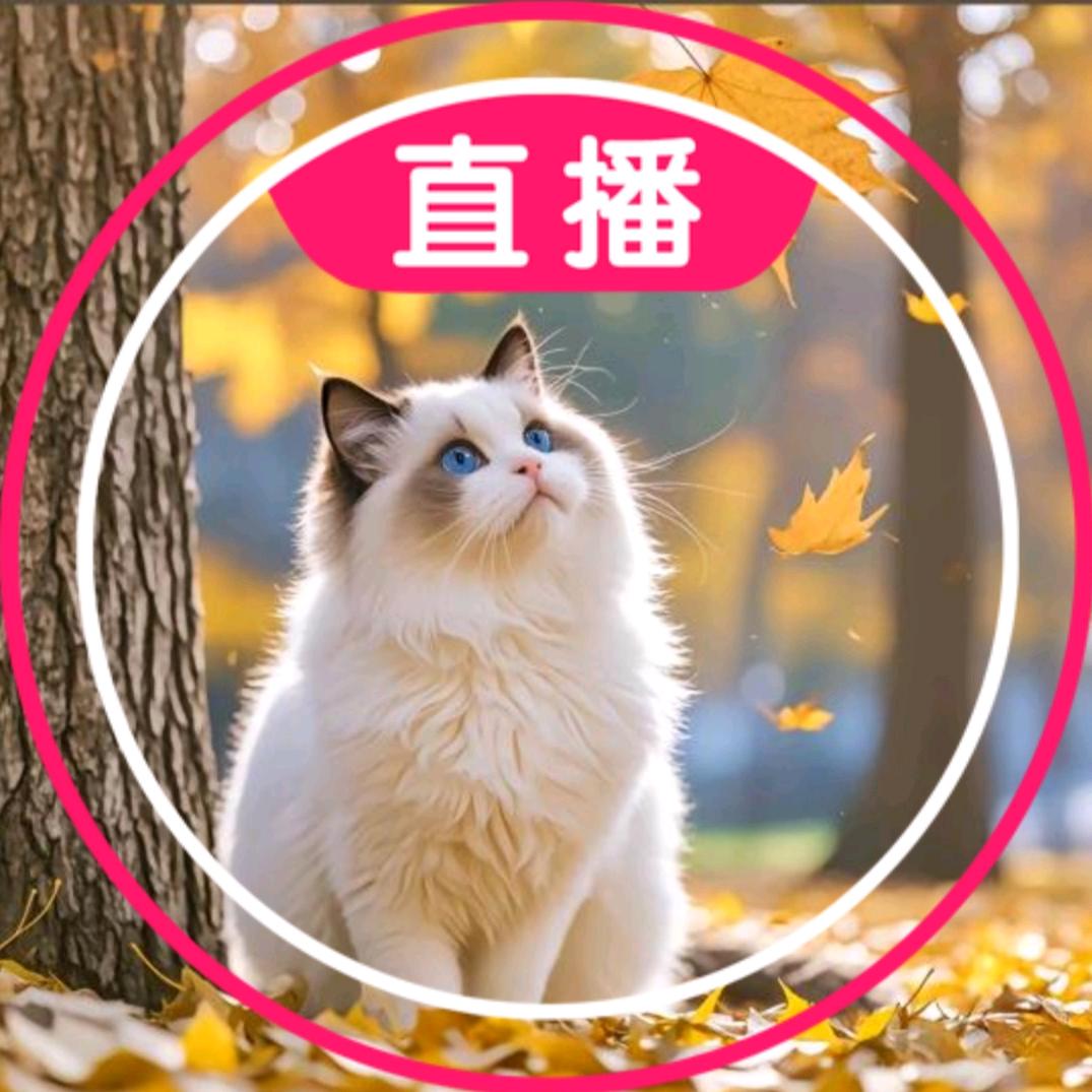 猫大人
