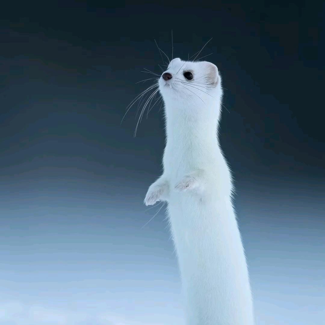 司翊