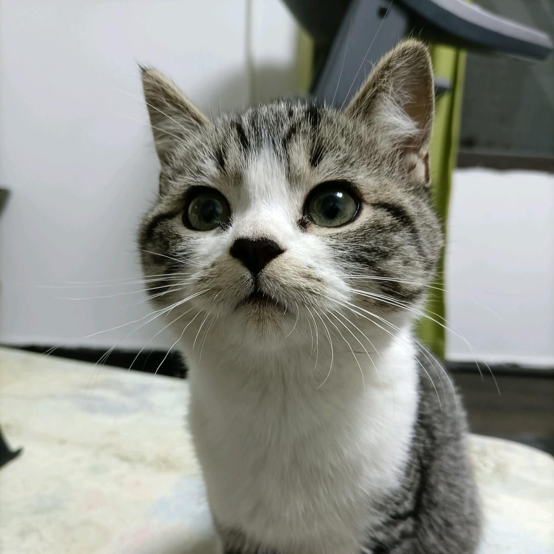 张老虎头像