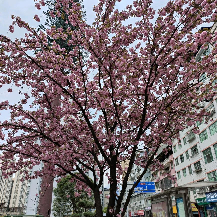 糖果