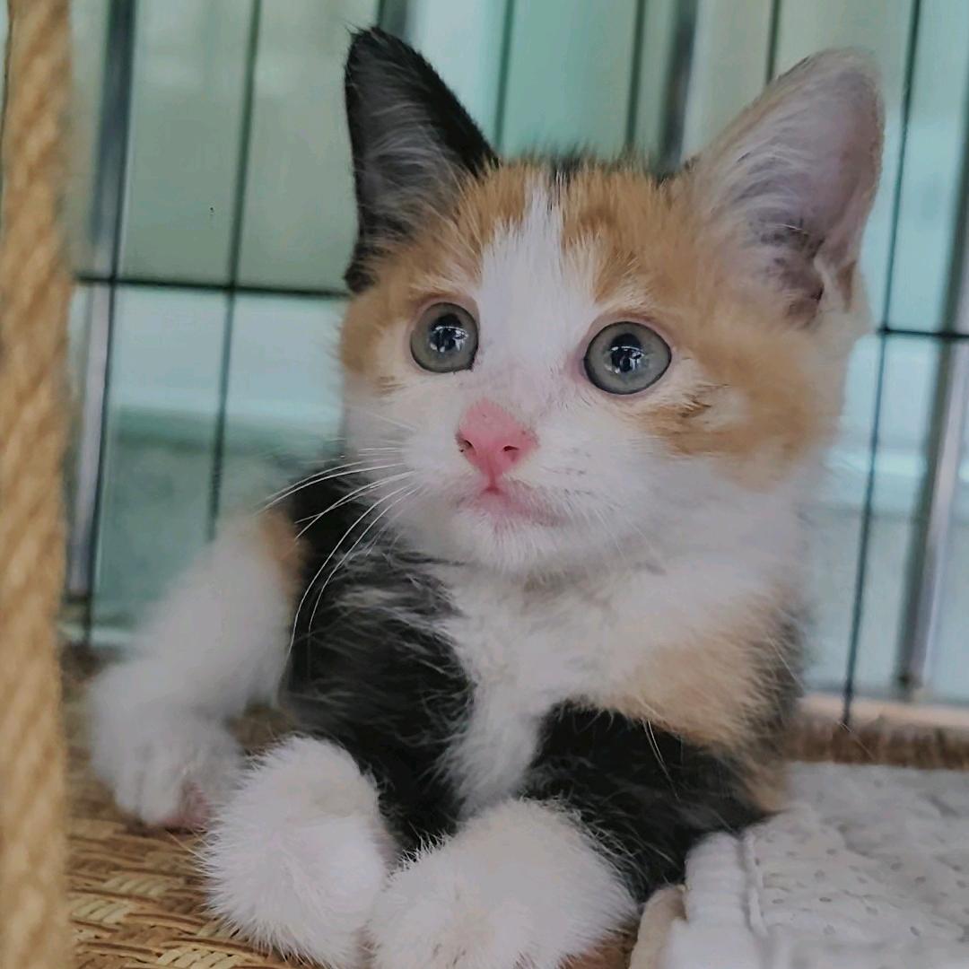 威威是只猫