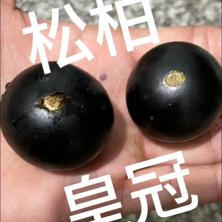 松柏树葡萄嘉宝果&乔尼尔