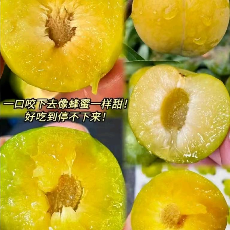 时分园艺