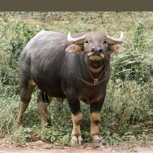 出租冷藏车虾车