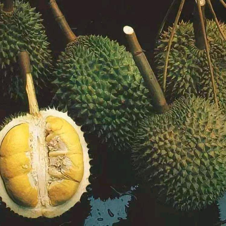 榴莲控-泰国树熟榴莲推荐