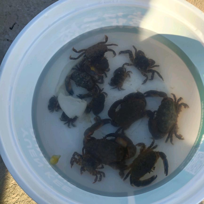 雪花落下，盼望归