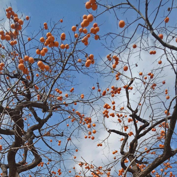顶银宝哥