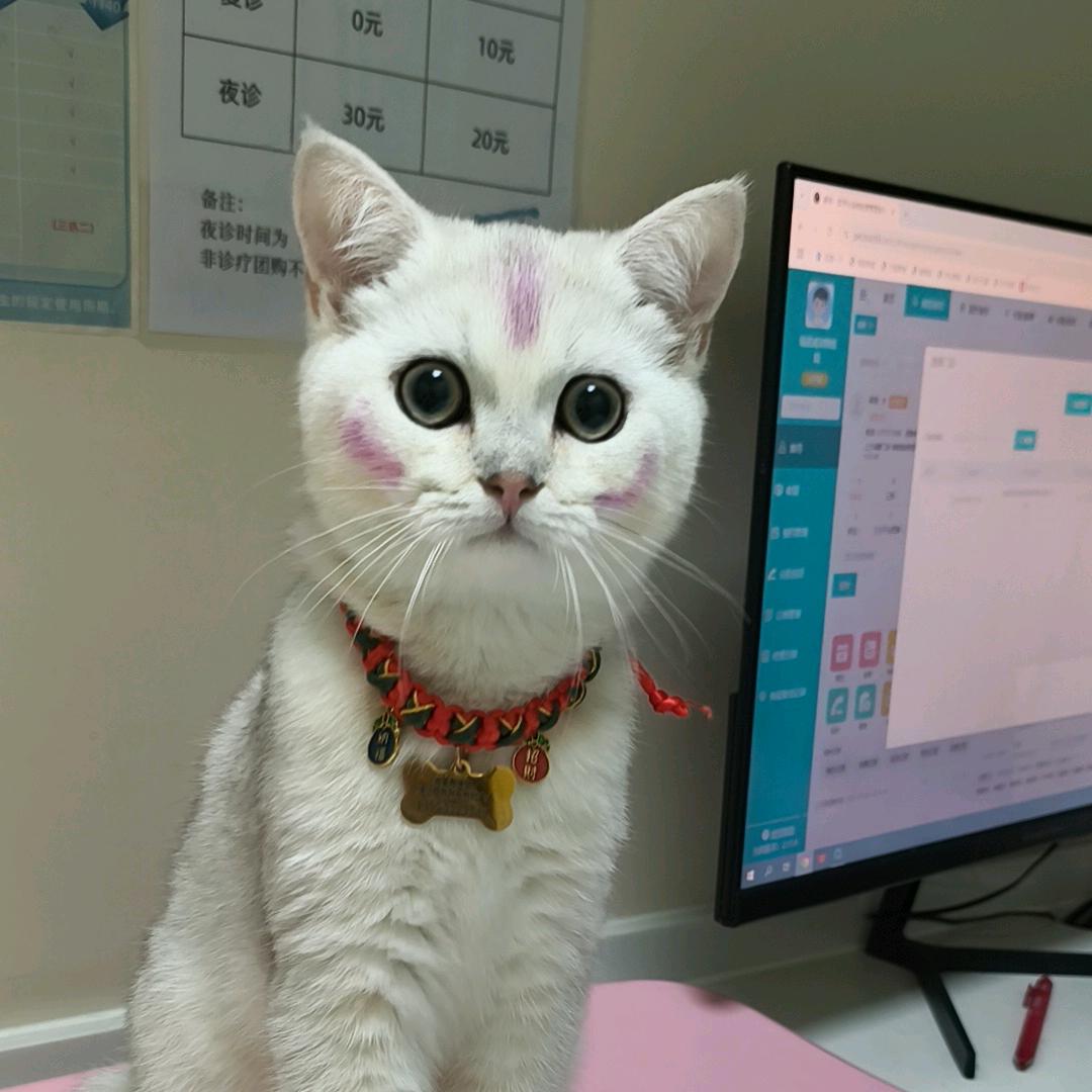 小橙子🍊🐱