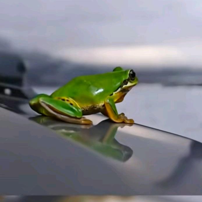 🐸ဖားပြုတ်🐸