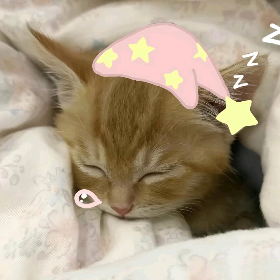 妙脆脆鲨