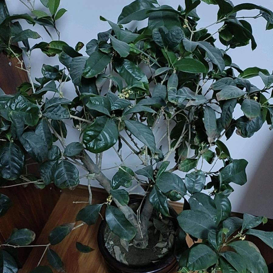 梅洛🍂🍁💅🏻