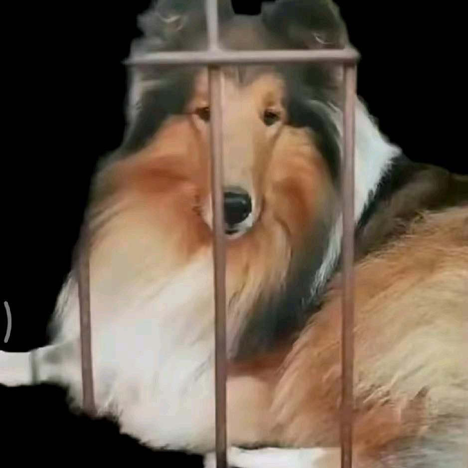 专业繁殖美系苏格兰牧羊犬