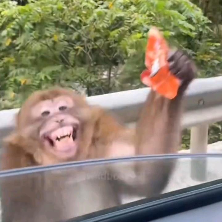 想当人类的马喽