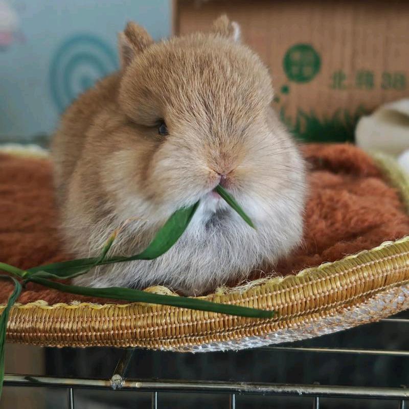 诺诚萌宠优品小铺