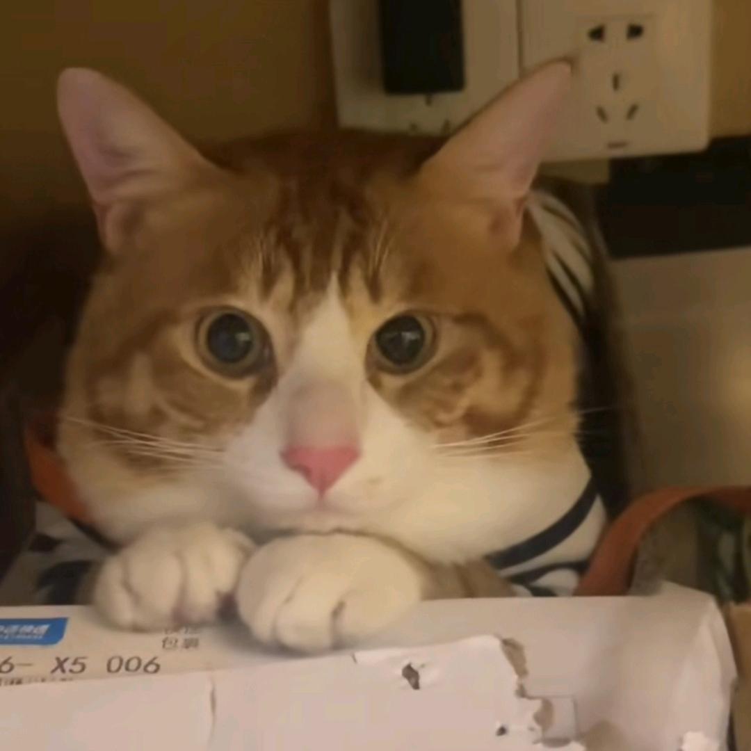 缘起霏喵🐱(休养版)