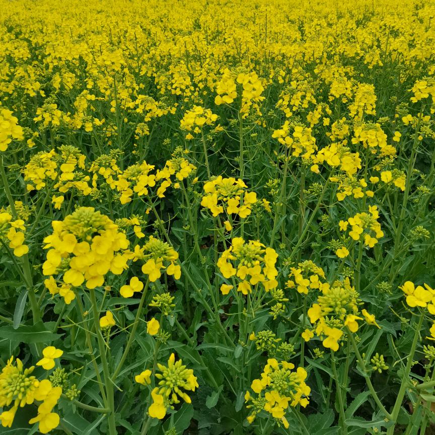 ●自渡