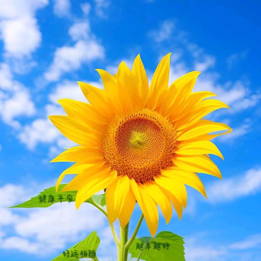 💚⃝平ི࿆凡ᩚ᭄ྀ࿆💕