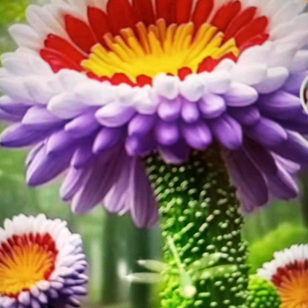 💐((🌺⥎🌺))🌹曾经的我