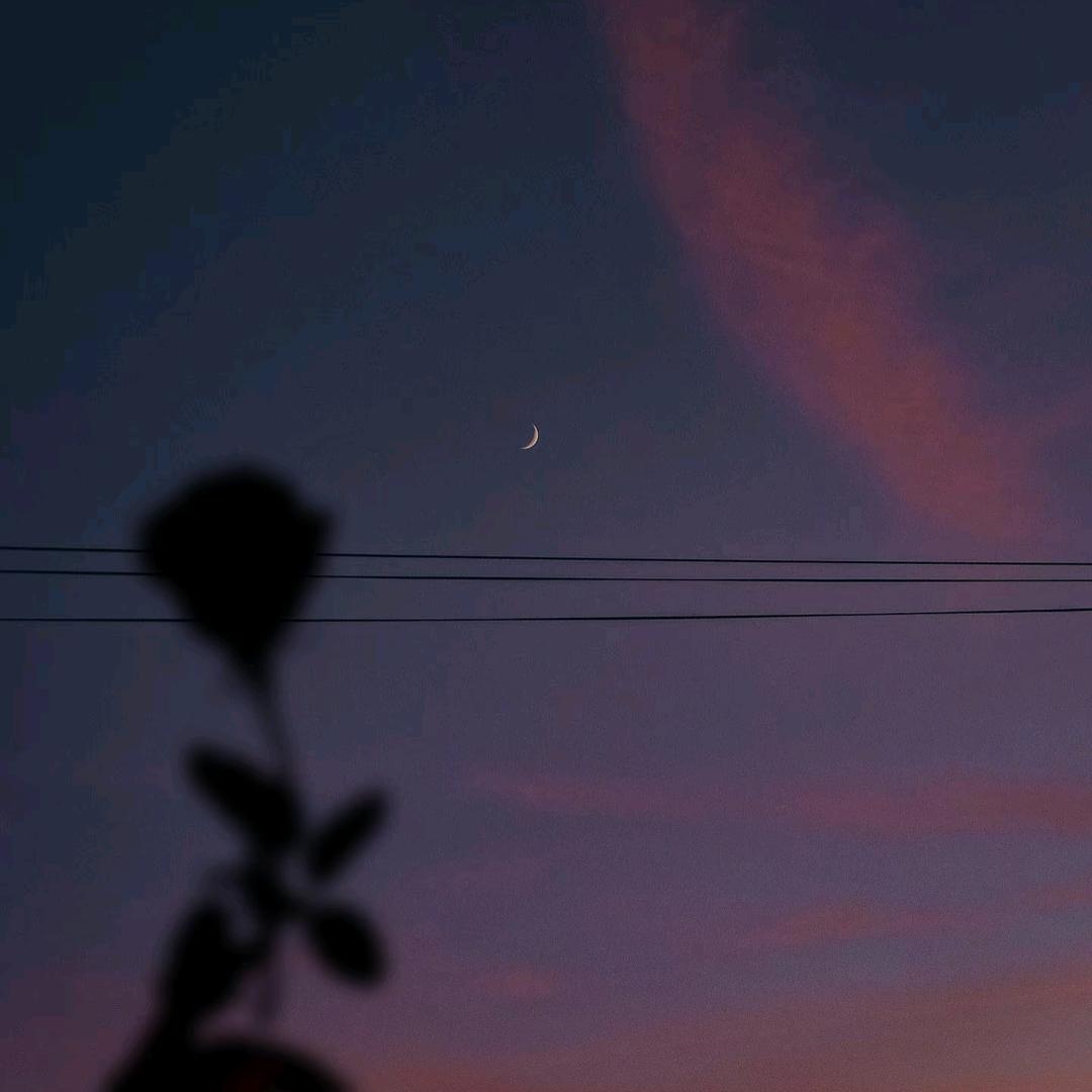 鲨鱼呀