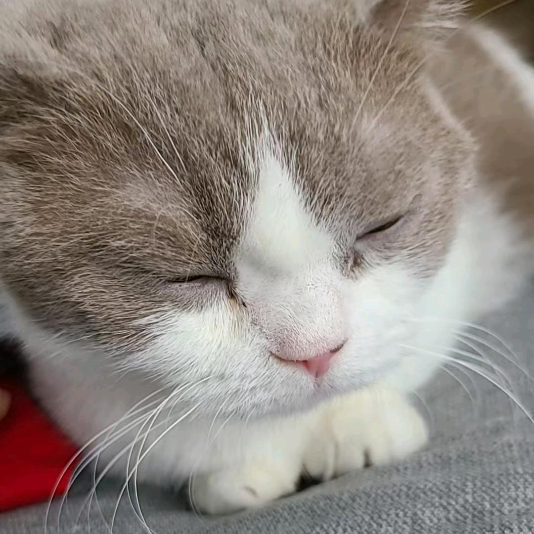 小猫经济学