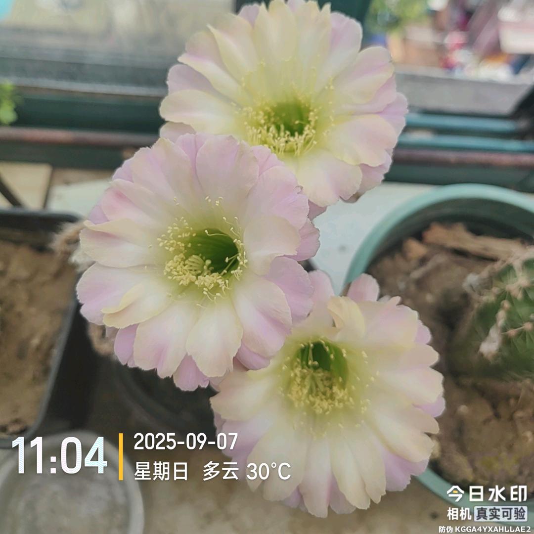 四季平安