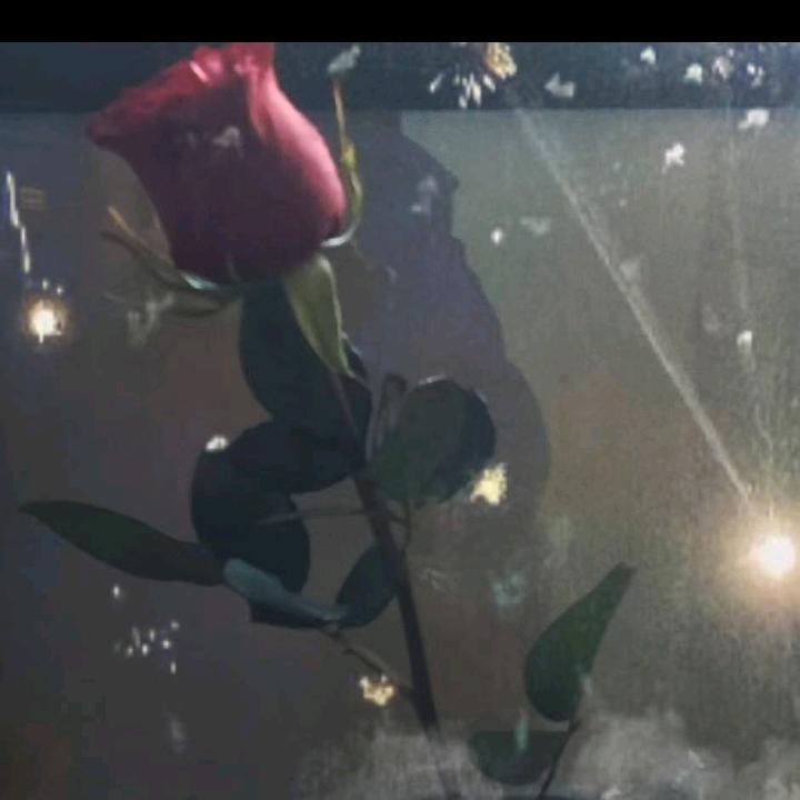 阿忠520💔 🥀💔