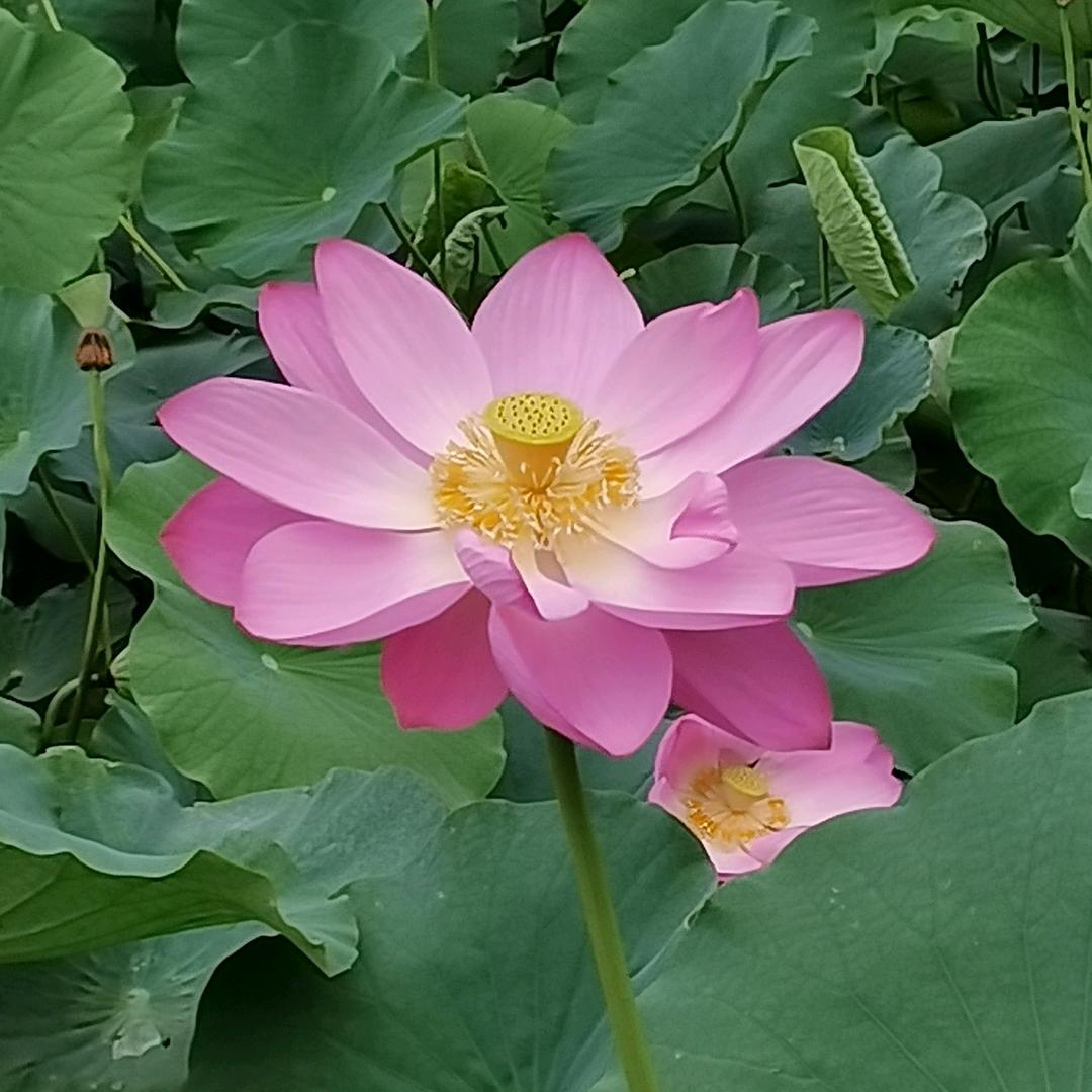 素远